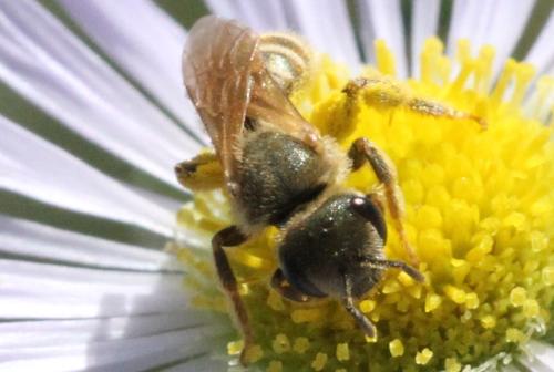 Seladonia subaurata
